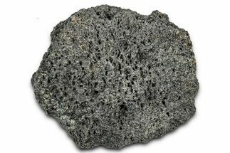 Fossil Glyptodont (Glyptotherium) Bony Armor Osteoderm - Florida #351082