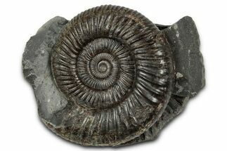 Jurassic Ammonite (Dactylioceras) Fossil - England #351291