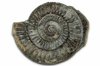 Jurassic Ammonite (Dactylioceras) Fossil - England #351296