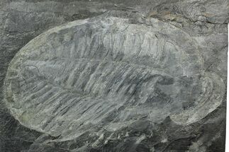 Giant Ogyginus Trilobite Fossil - Arouca, Portugal #351323