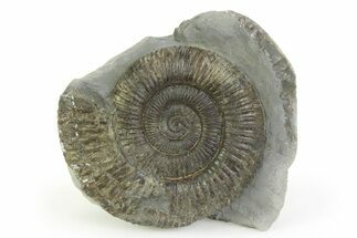 Jurassic Ammonite (Dactylioceras) Fossil - England #351319