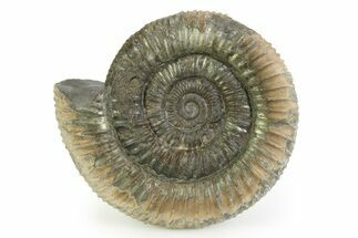 Jurassic Ammonite (Dactylioceras) Fossil - England #351320