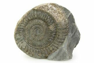 Jurassic Ammonite (Dactylioceras) Fossil - England #351324