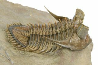 Tower Eyed Erbenochile Trilobite - Flying Preparation #350534