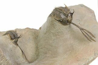 Double Spiny Trident Walliserops Trilobite Specimen #350537
