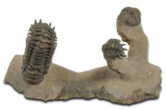 Two Crotalocephalina Trilobites with Reedops -Atchana, Morocco #350558