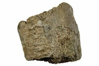 Fossil Tyrannosaur (T rex) Vertebra Section - Wyoming #350445