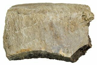 Fossil Tyrannosaur (T rex) Vertebra Section - Wyoming #350460