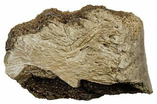 Fossil Tyrannosaur (T rex) Vertebra Section - Wyoming #350466