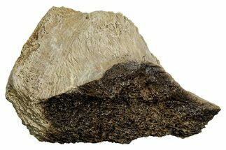 Fossil Tyrannosaur (T rex) Vertebra Section - Wyoming #350472