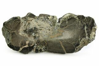 Polished Iguanodon Vertebra Slab - Isle Of Wight #351350