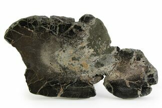 Polished Iguanodon Vertebra Slab - Isle Of Wight #351351