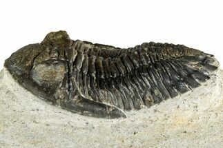 Detailed Hollardops Trilobite Fossil - Ofaten, Morocco #351260