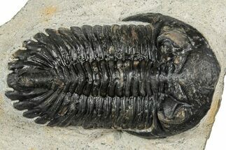 Detailed Hollardops Trilobite Fossil - Ofaten, Morocco #351263