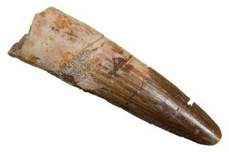Fossil Spinosaurus Tooth - Real Dinosaur Tooth #350112