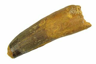 Real Fossil Spinosaurus Tooth - Feeding Worn Tip #351483