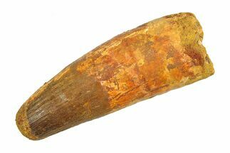 Real Fossil Spinosaurus Tooth - Feeding Worn Tip #351490