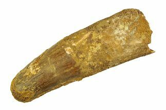 Bargain, Real Fossil Spinosaurus Tooth - Giant Dinosaur Tooth #351494