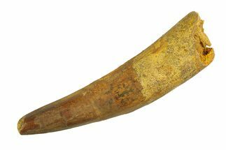 Real Fossil Spinosaurus Tooth - Large Dinosaur Tooth #351508