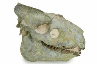 Fossil Oreodont (Merycoidodon) Skull with Puncture Wounds #351487