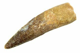 Fossil Spinosaurus Tooth - Real Dinosaur Tooth #351561