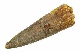 Fossil Spinosaurus Tooth - Real Dinosaur Tooth #351567