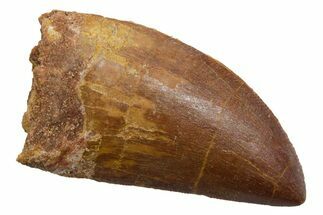 Serrated, Carcharodontosaurus Tooth - Real Dinosaur Tooth #351608