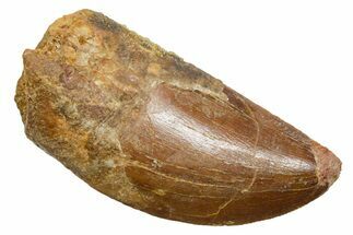 Serrated, Carcharodontosaurus Tooth - Real Dinosaur Tooth #351639