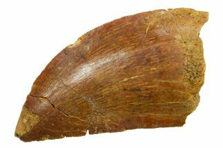 Serrated, Carcharodontosaurus Tooth - Real Dinosaur Tooth #351647