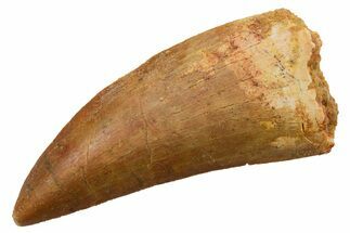 Serrated, Carcharodontosaurus Tooth - Real Dinosaur Tooth #351649