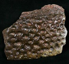 Large Cretaceous Crocodile Scute - Kem Kem Beds #18850