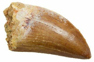 Serrated, Carcharodontosaurus Tooth - Real Dinosaur Tooth #351654
