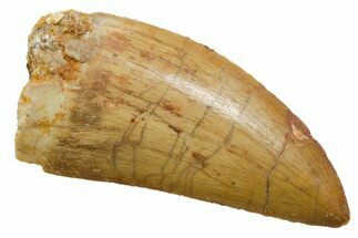 Serrated, Carcharodontosaurus Tooth - Real Dinosaur Tooth #351659