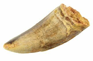 Serrated, Carcharodontosaurus Tooth - Real Dinosaur Tooth #351684