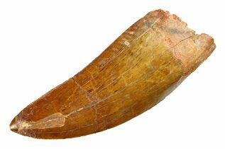 Carcharodontosaurus Teeth For Sale