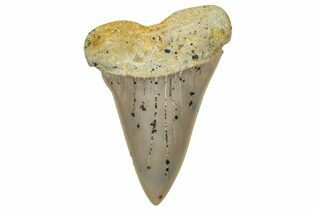 Fossil Shark Teeth For Sale