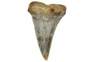 Colorful, Fossil Broad-Tooth Mako Shark Tooth - Bakersfield, CA #351446