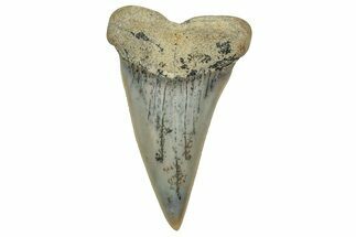 Colorful, Fossil Broad-Tooth Mako Shark Tooth - Bakersfield, CA #351449