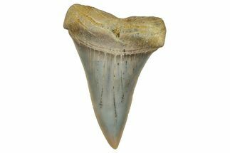 Colorful, Fossil Broad-Tooth Mako Shark Tooth - Bakersfield, CA #351450