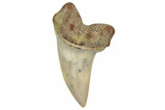 Fossil Shark Tooth (Carcharodon planus) - Bakersfield, CA #351455