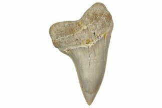 Fossil Shark Tooth (Carcharodon planus) - Bakersfield, CA #351465