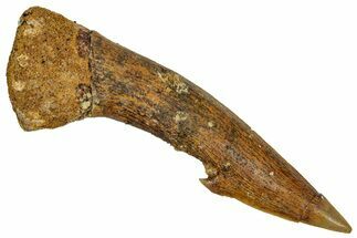 Fossil Sawfish (Onchopristis) Rostral Barb - Morocco #351674