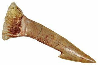 Fossil Sawfish (Onchopristis) Rostral Barb - Morocco #351681