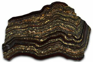 Polished Tiger Iron Stromatolite Slab - Billion Years #351803