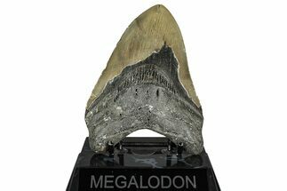 Serrated, Fossil Megalodon Tooth - North Carolina #351729