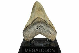 Fossil Megalodon Tooth - North Carolina #351733