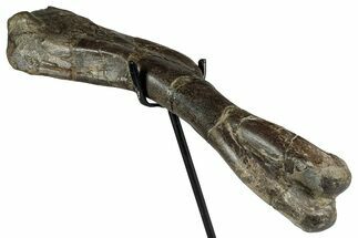 Fossil Juvenile Hadrosaur (Edmontosaurus) Humerus - Montana #351948