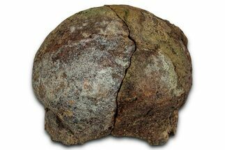 Sub-Adult Dinosaur (Triceratops) Occipital Condyle - Montana #351950