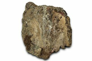 Hadrosaur (Edmontosaurus) Caudal Vertebra Centrum - Montana #351951