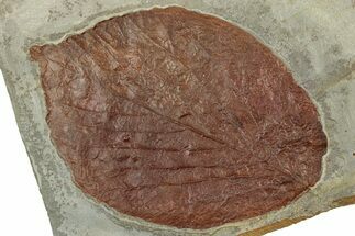 Colorful Fossil Leaf (Beringiaphyllum) - Montana #351961